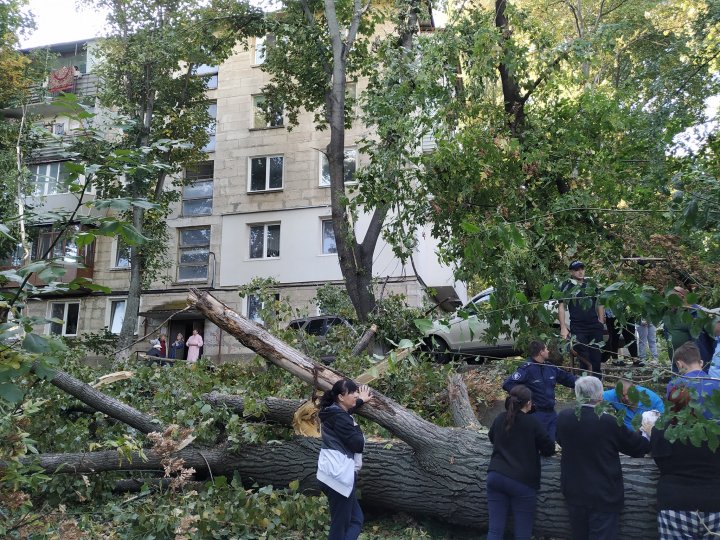 Incident în cartierul Telecentru al Capitalei. Un copac a căzut peste un automobil şi o conductă (FOTO)