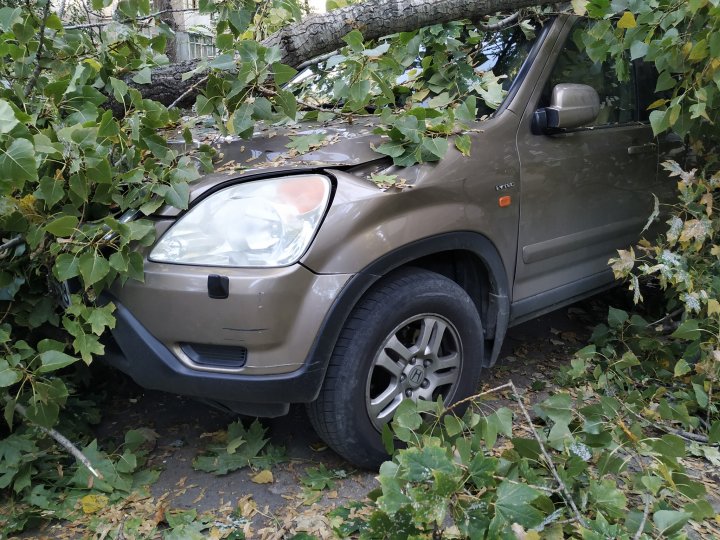 Incident în cartierul Telecentru al Capitalei. Un copac a căzut peste un automobil şi o conductă (FOTO)