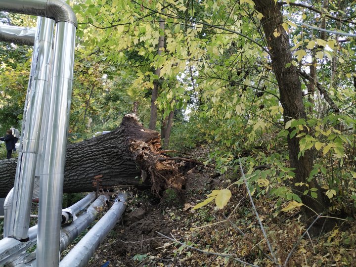 Incident în cartierul Telecentru al Capitalei. Un copac a căzut peste un automobil şi o conductă (FOTO)