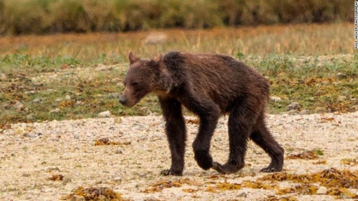 Canada: Motivul alarmant pentru care urşii grizzly au ajuns să fie doborâţi de foame