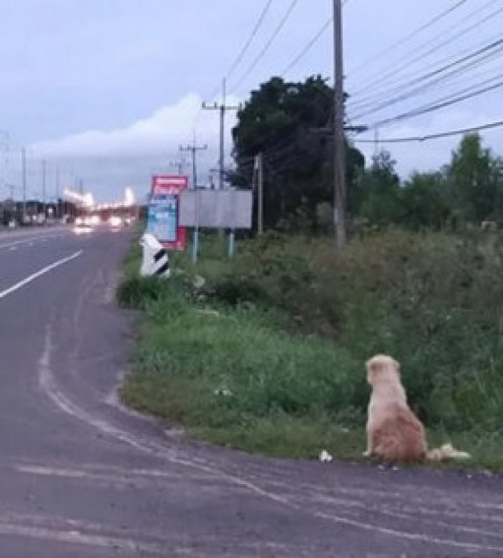 Povestea emoţionantă al unui câine pierdut, care şi-a așteptat stăpânii în același loc, timp de patru ani (FOTO)