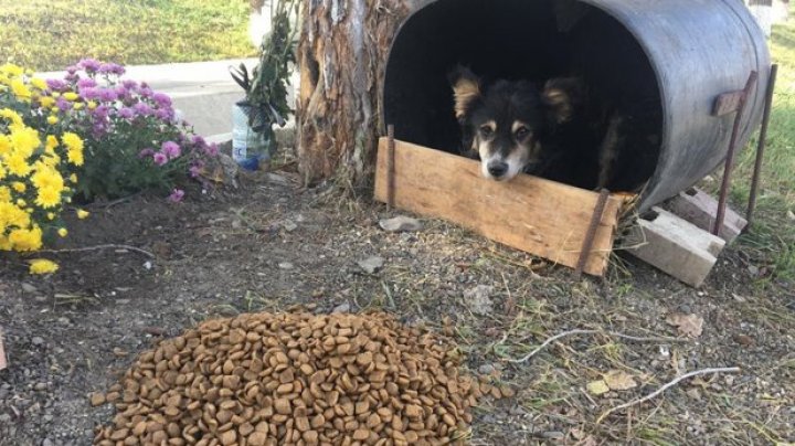 EMOŢIONANT! Un câine nu mai pleacă din locul în care a murit un tânăr de 21 de ani