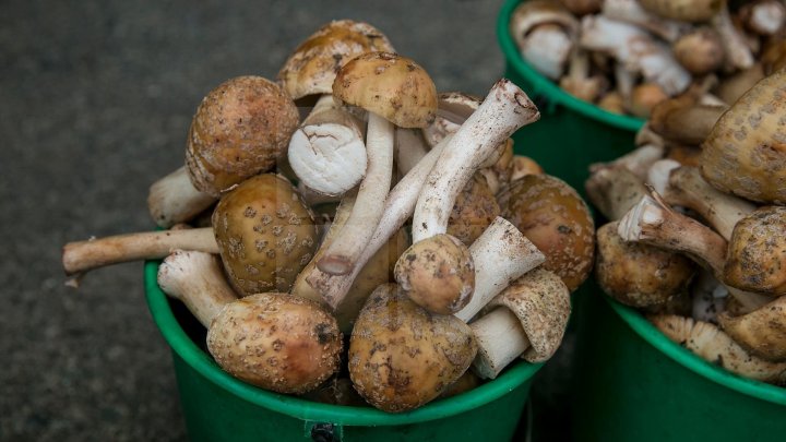 Bine de știut! Cum recunoști ciupercile otrăvitoare