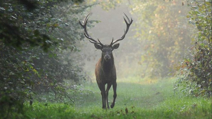 O boală progresivă ameninţă fauna sălbatică din SUA. Animalele se comportă ca niște "zombi"