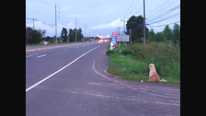 Povestea emoţionantă al unui câine pierdut, care şi-a așteptat stăpânii în același loc, timp de patru ani (FOTO)