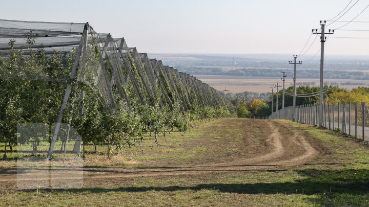 Forfotă mare prin livezile Moldovei. Fermierii termină recoltarea merelor în cel mult două săptămâni (FOTOREPORT)