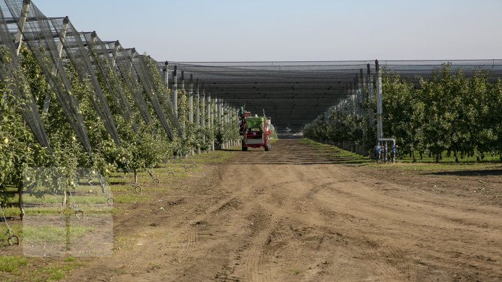 Forfotă mare prin livezile Moldovei. Fermierii termină recoltarea merelor în cel mult două săptămâni (FOTOREPORT)