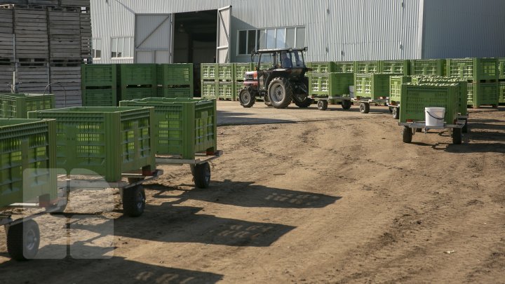 Forfotă mare prin livezile Moldovei. Fermierii termină recoltarea merelor în cel mult două săptămâni (FOTOREPORT)