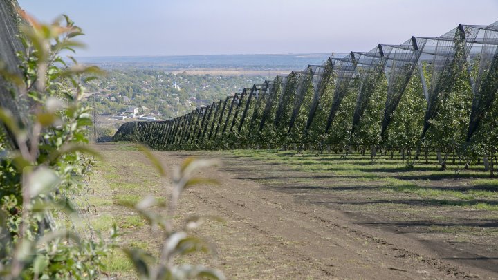 Forfotă mare prin livezile Moldovei. Fermierii termină recoltarea merelor în cel mult două săptămâni (FOTOREPORT)