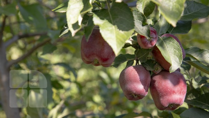 Forfotă mare prin livezile Moldovei. Fermierii termină recoltarea merelor în cel mult două săptămâni (FOTOREPORT)