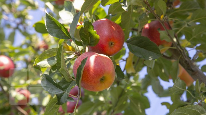 Forfotă mare prin livezile Moldovei. Fermierii termină recoltarea merelor în cel mult două săptămâni (FOTOREPORT)