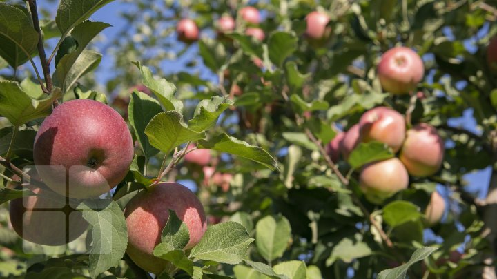 Forfotă mare prin livezile Moldovei. Fermierii termină recoltarea merelor în cel mult două săptămâni (FOTOREPORT)