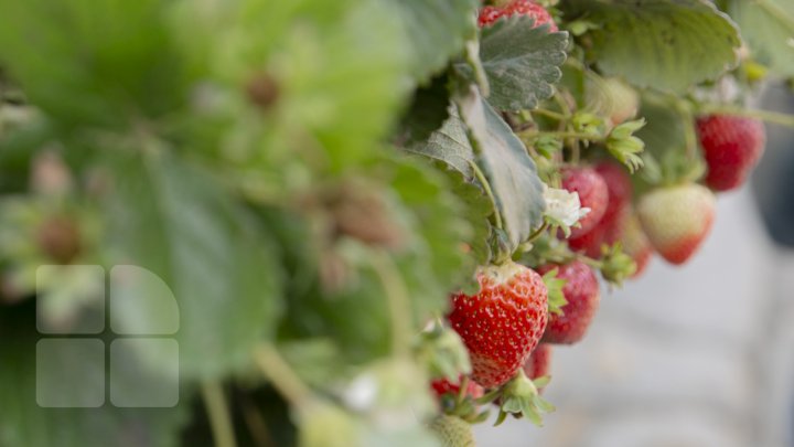 Ce poţi vedea la expozițiile Farmer şi Moldagrotech din Capitală. Vizitatorii spun că preţurile sunt exorbitante (FOTOREPORT)