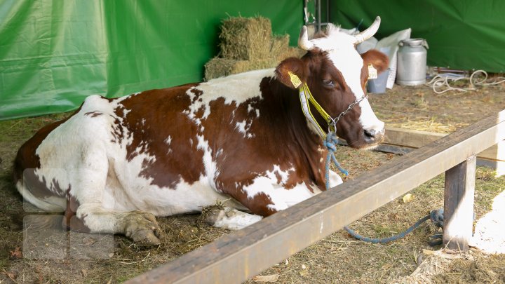 Ce poţi vedea la expozițiile Farmer şi Moldagrotech din Capitală. Vizitatorii spun că preţurile sunt exorbitante (FOTOREPORT)