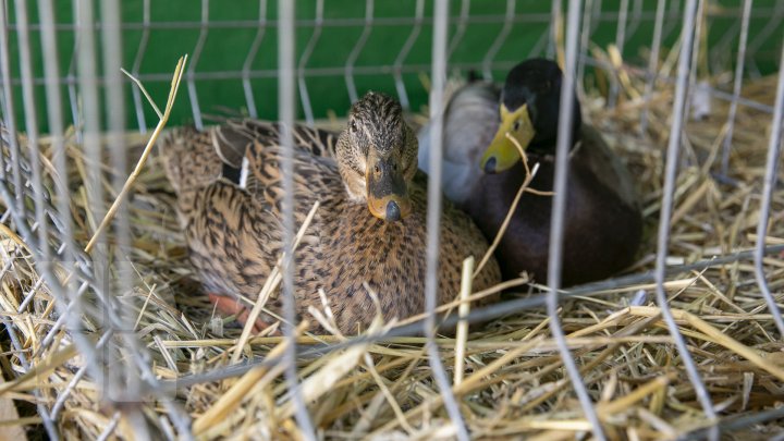 Ce poţi vedea la expozițiile Farmer şi Moldagrotech din Capitală. Vizitatorii spun că preţurile sunt exorbitante (FOTOREPORT)