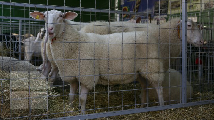 Ce poţi vedea la expozițiile Farmer şi Moldagrotech din Capitală. Vizitatorii spun că preţurile sunt exorbitante (FOTOREPORT)