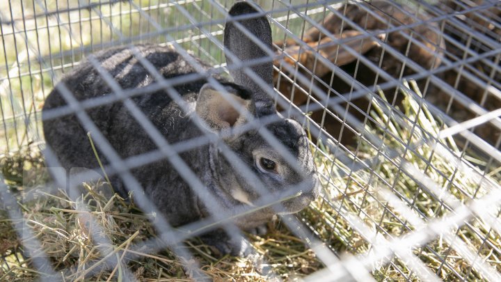 Ce poţi vedea la expozițiile Farmer şi Moldagrotech din Capitală. Vizitatorii spun că preţurile sunt exorbitante (FOTOREPORT)