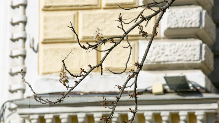 Fenomen inedit în Moldova. La mijloc de octombrie, au înflorit castanii, macii şi liliacul (FOTO)