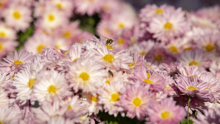 Paradisul crizantemelor la Grădina Botanică. Vizitatorii pot admira şi procura peste 100 de soiuri de flori (FOTOREPORT)