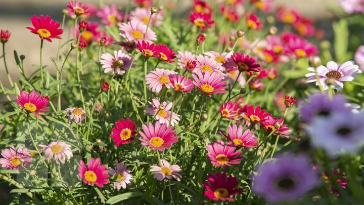 Paradisul crizantemelor la Grădina Botanică. Vizitatorii pot admira şi procura peste 100 de soiuri de flori (FOTOREPORT)