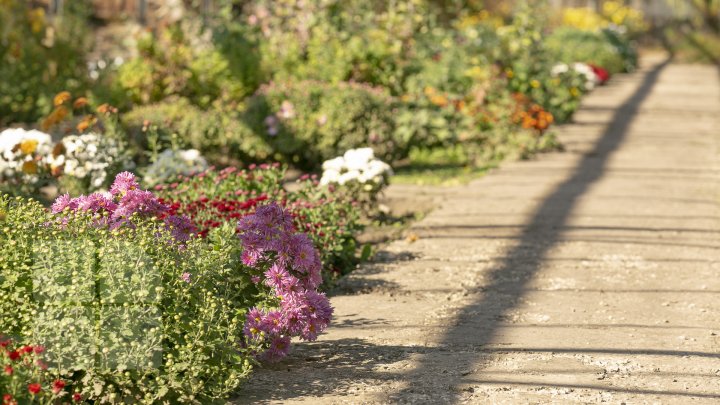 Paradisul crizantemelor la Grădina Botanică. Vizitatorii pot admira şi procura peste 100 de soiuri de flori (FOTOREPORT)