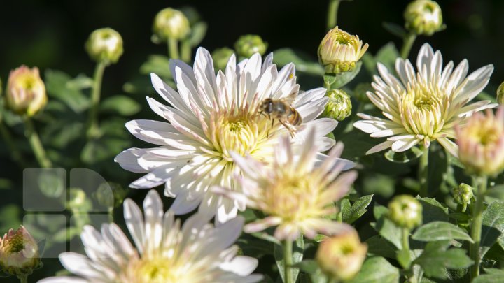 Paradisul crizantemelor la Grădina Botanică. Vizitatorii pot admira şi procura peste 100 de soiuri de flori (FOTOREPORT)