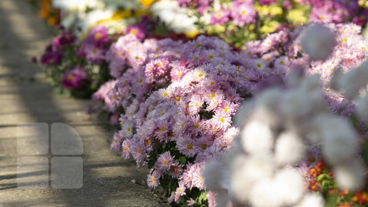 Paradisul crizantemelor la Grădina Botanică. Vizitatorii pot admira şi procura peste 100 de soiuri de flori (FOTOREPORT)