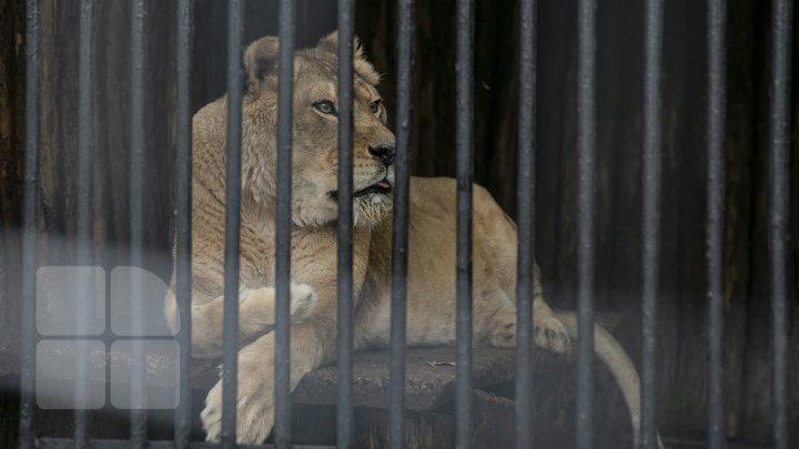 FOTOREPORT MARCA PUBLIKA.MD Toamna în Grădina Zoologică 