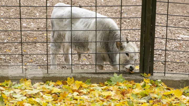 FOTOREPORT MARCA PUBLIKA.MD Toamna în Grădina Zoologică 