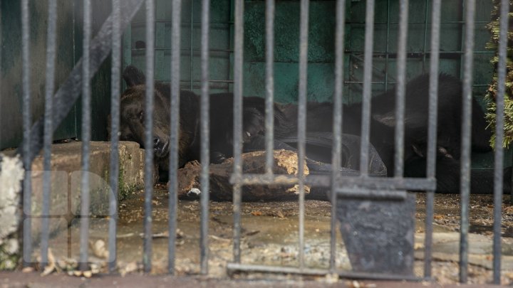 FOTOREPORT MARCA PUBLIKA.MD Toamna în Grădina Zoologică 