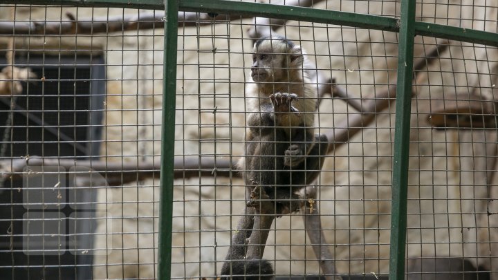 FOTOREPORT MARCA PUBLIKA.MD Toamna în Grădina Zoologică 