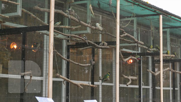 FOTOREPORT MARCA PUBLIKA.MD Toamna în Grădina Zoologică 