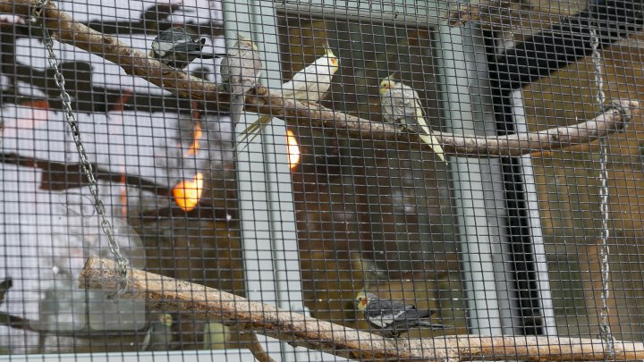 FOTOREPORT MARCA PUBLIKA.MD Toamna în Grădina Zoologică 