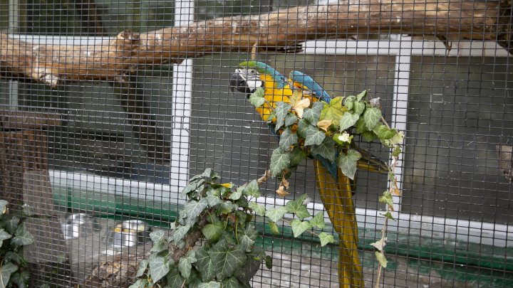 FOTOREPORT MARCA PUBLIKA.MD Toamna în Grădina Zoologică 