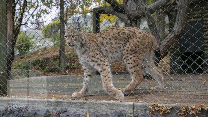 FOTOREPORT MARCA PUBLIKA.MD Toamna în Grădina Zoologică 