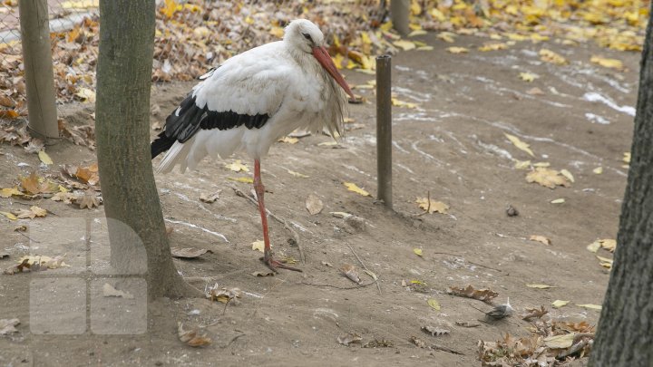 FOTOREPORT MARCA PUBLIKA.MD Toamna în Grădina Zoologică 