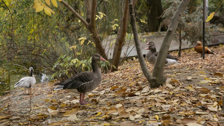 FOTOREPORT MARCA PUBLIKA.MD Toamna în Grădina Zoologică 