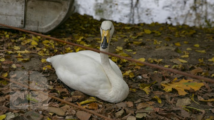 FOTOREPORT MARCA PUBLIKA.MD Toamna în Grădina Zoologică 