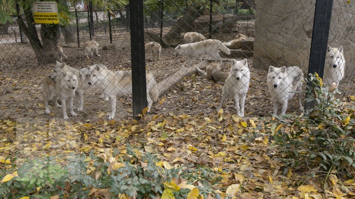 FOTOREPORT MARCA PUBLIKA.MD Toamna în Grădina Zoologică 