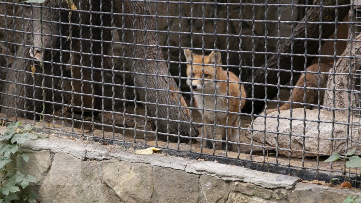 Animalele de la Grădina Zoologică din Capitală, gata de iarnă. Cele mai tolerante specii la frig (FOTOREPORT)