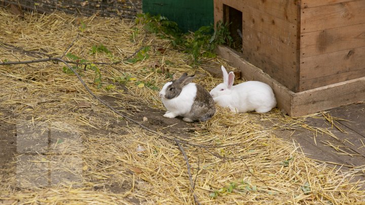 FOTOREPORT MARCA PUBLIKA.MD Toamna în Grădina Zoologică 