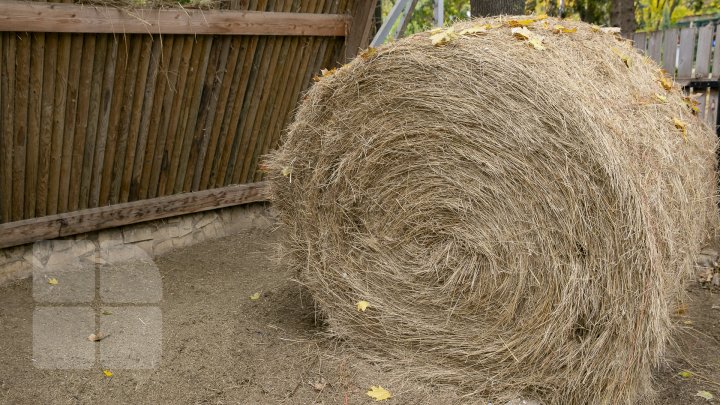 FOTOREPORT MARCA PUBLIKA.MD Toamna în Grădina Zoologică 