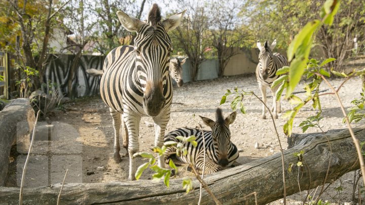 FOTOREPORT MARCA PUBLIKA.MD Toamna în Grădina Zoologică 