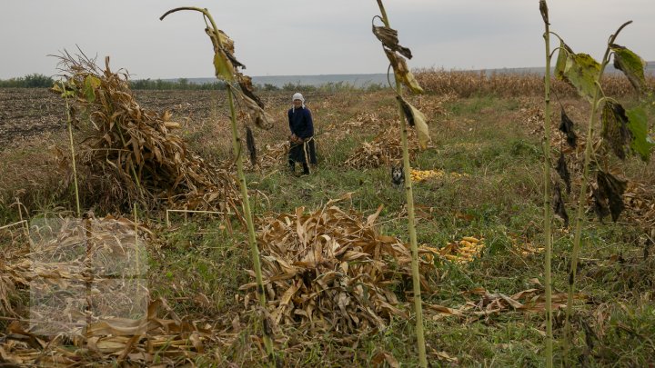 Femeile din satele Moldovei. Imagini de colecţie despre viaţa lor 