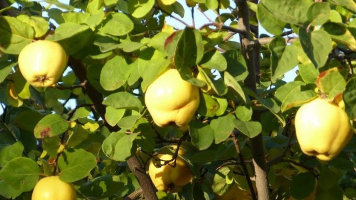 Nu o să mai arunci niciodată frunzele de gutui când vei afla asta