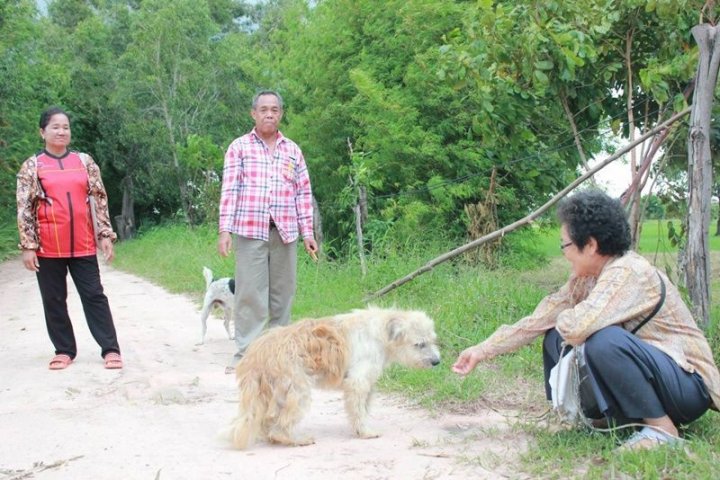 Povestea emoţionantă al unui câine pierdut, care şi-a așteptat stăpânii în același loc, timp de patru ani (FOTO)