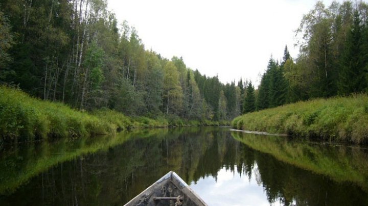 NASA: Pământul este mai verde astăzi decât în anii '90