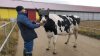 #realIT. Rusia pune vacile de lapte în realitate virtuală pentru a le asigura o atmosferă mai calmă
