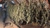 Opt kilograme de marijuana în valoare de 300 DE MII de lei, depistate de oamenii legii la Cahul (FOTO)