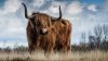 Un taur a scăpat de moarte ca prin urechile acului: Animalul a fugit de la abator înainte de a fi tăiat
